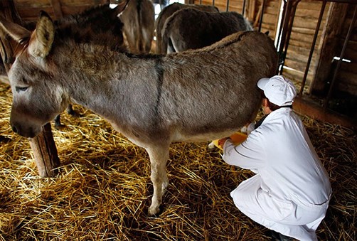 Mlijeko magarica na cijeni – litra 40 maraka, a kilo sira 1.000 eura