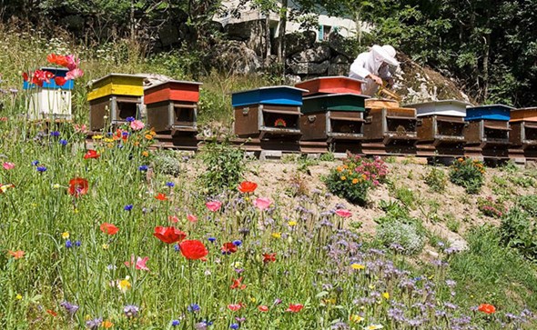 Bh pčelari zadovoljni odličnom kvalitetom ali i upozoravaju na loš uvozni med