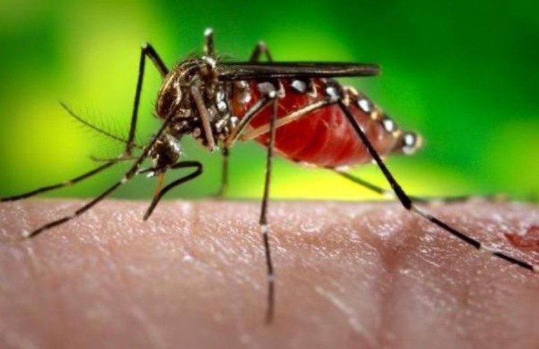 WHO ZABRINUT: Zika virus nezaustavljivo se širi, uzrokuje trajna oštećenja sluha i vida!