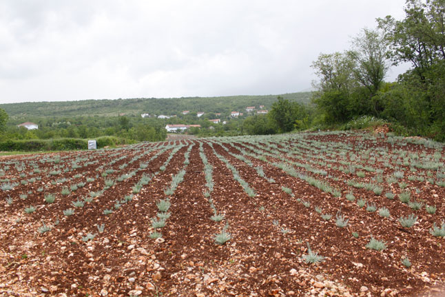 Desetak velikih plantaža sa milijun sadnica: Ljubotići prva oaza smilja u Hercegovini