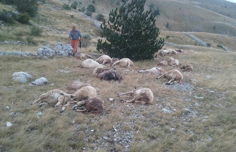 Grom usmrtio 32 ovce na planini Čabulji