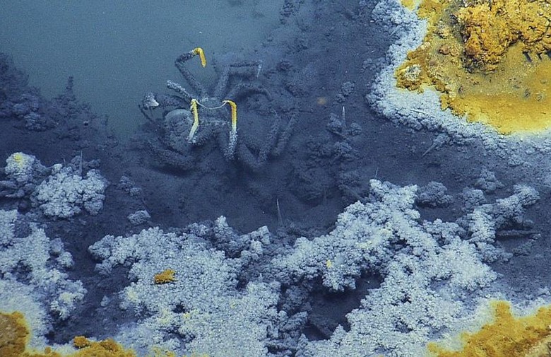 Misterij oceana: Na dnu leži bazen koji ubija sva živa bića