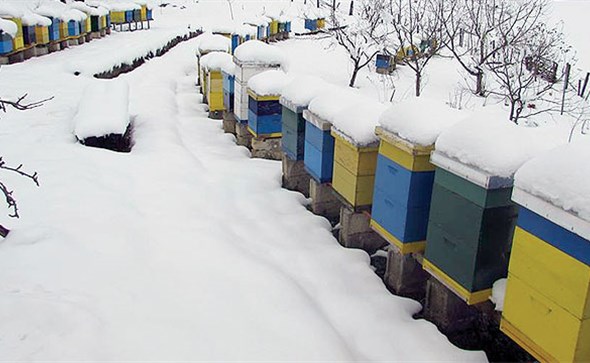 Hercegovački pčelari: ‘Čekamo proljeće kao ozebao sunce’