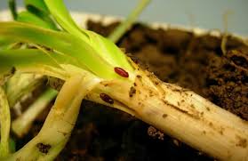 Savjet poljodjelcima: zaštita od lukove muhe