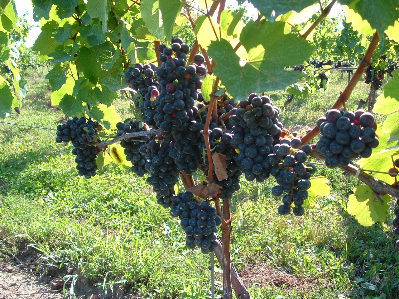 Predavanje o mogućnostima uzgoja vinove loze u općini Posušje