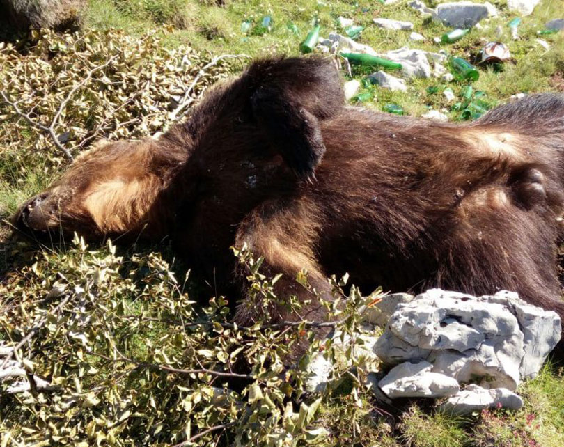 Bezobziran krivolov: Na području Blidinja ubijen medvjed