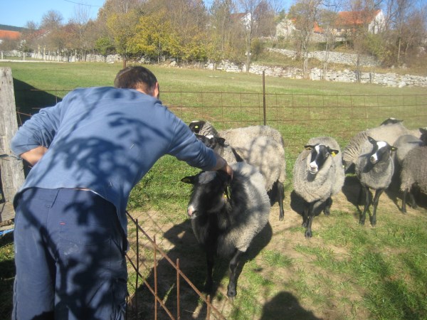REKORDI: Na farmi Tomić u Rakitnu ovca ojanjila „četvorke“
