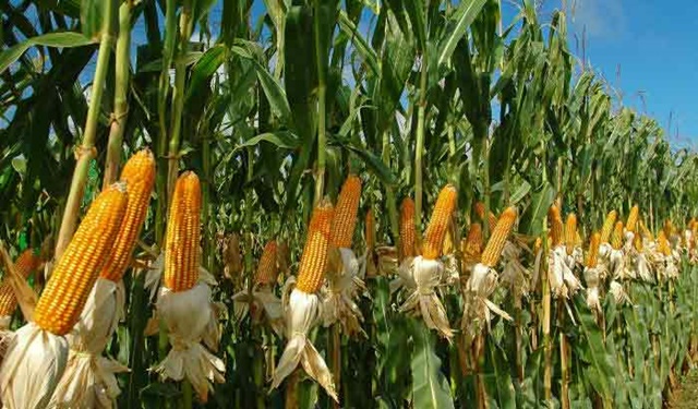 FEDERACIJA BIH: Smanjena proizvodnja kukuruza, duhana, šljive, oraha, kruške