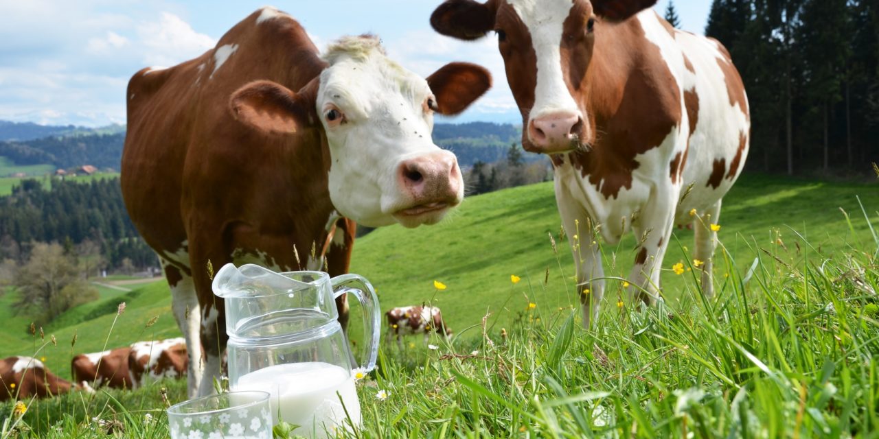 Poziv zainteresiranim proizvođačima mlijeka iz Općine Posušje na predavanje na temu ISHRANA MUZNIH GRLA