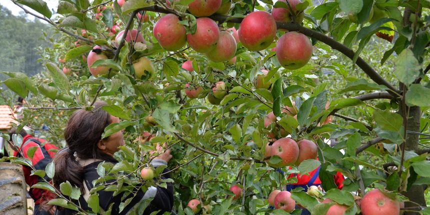 Zavod za poljoprivredu ŽZH: Obavite preventivnu zaštitu nasada jabuke i kruške
