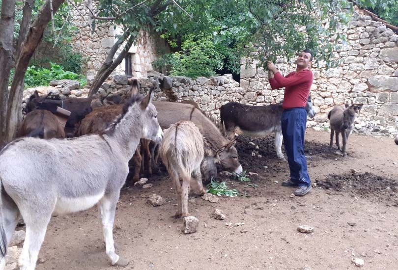 Gruđanin ima 102 magarca, proizvodi mlijeko i razmišlja o “magaraćem parku”