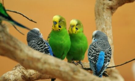 Papige ‘sklonjene’ iz parka jer su psovale posjetitelje