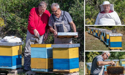 Hercegovački pčelari če pčelinji otrov prodavati u Europi, za kilu se dobije i 20.000 eura