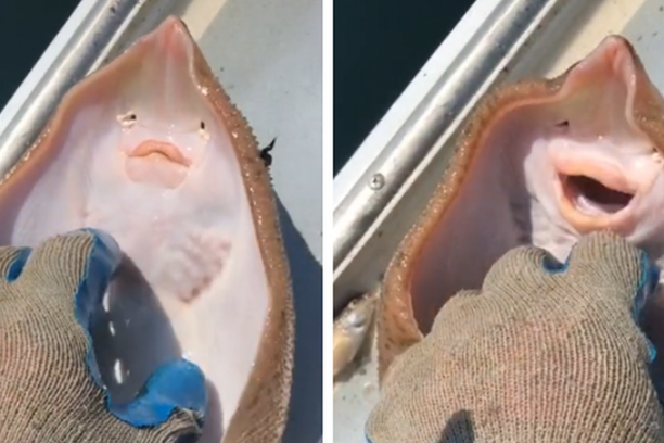 VIRALNO: Ribar poškakljao ražu, njena reakcija prikupila više od 100 milijuna pregleda