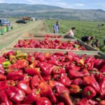 Iz Hercegovine za Podravku izvozi se 1.700 tona rajčice i rog-paprike