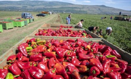 Iz Hercegovine za Podravku izvozi se 1.700 tona rajčice i rog-paprike