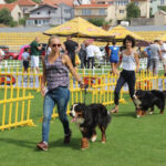 Izložba pasa u Posušju: Očekuje se preko 100 različitih pasmina