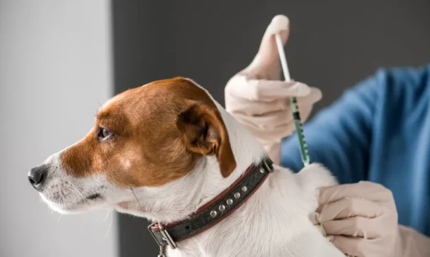 Posušje: Veterinarska stanica počinje s cijepljenjem pasa protiv bjesnoće