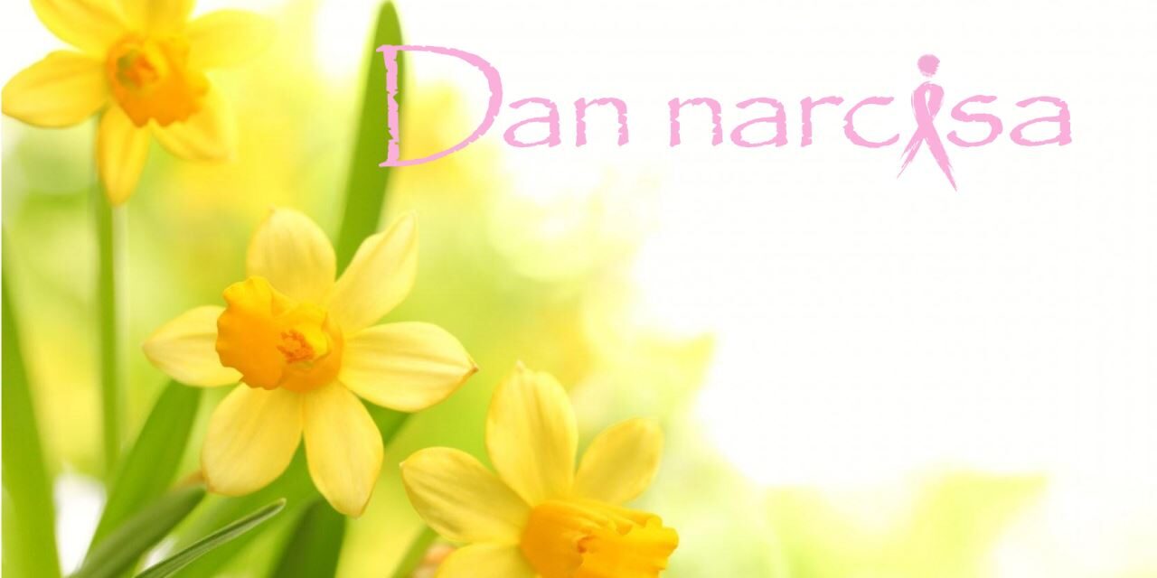 “Dani narcisa” ovoga tjedna u Posušju, Širokom Brijegu i Grudama