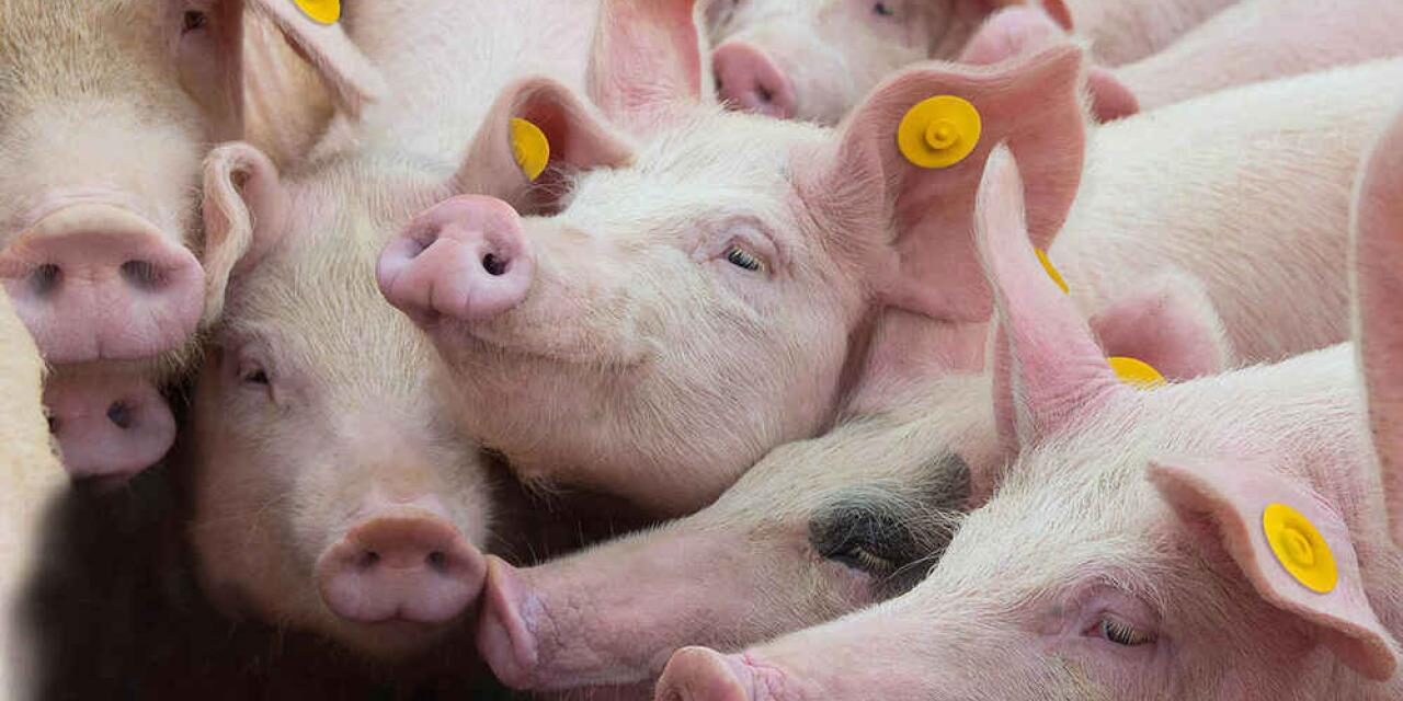Cijene divljaju: Kilogram svinjetine žive vage danas je 13 KM