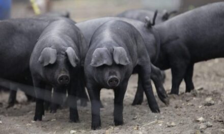 Potvrđeni slučajevi svinjske gripe u Posušju