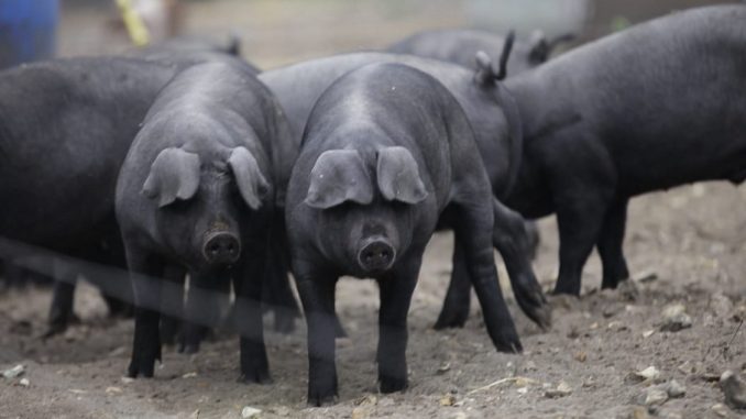 Potvrđeni slučajevi svinjske gripe u Posušju