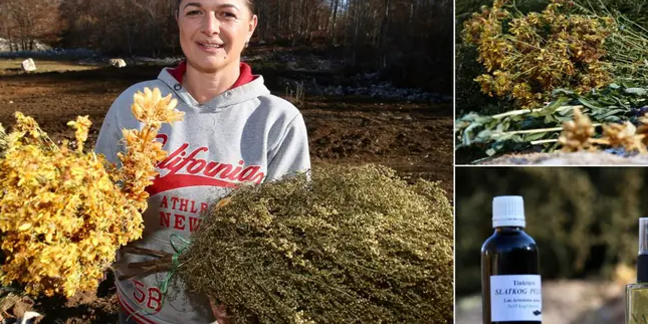 Mlada Hercegovka kod Posušja uzgaja zaboravljenu biljku, pomože kod tumora i za podizanja imuniteta