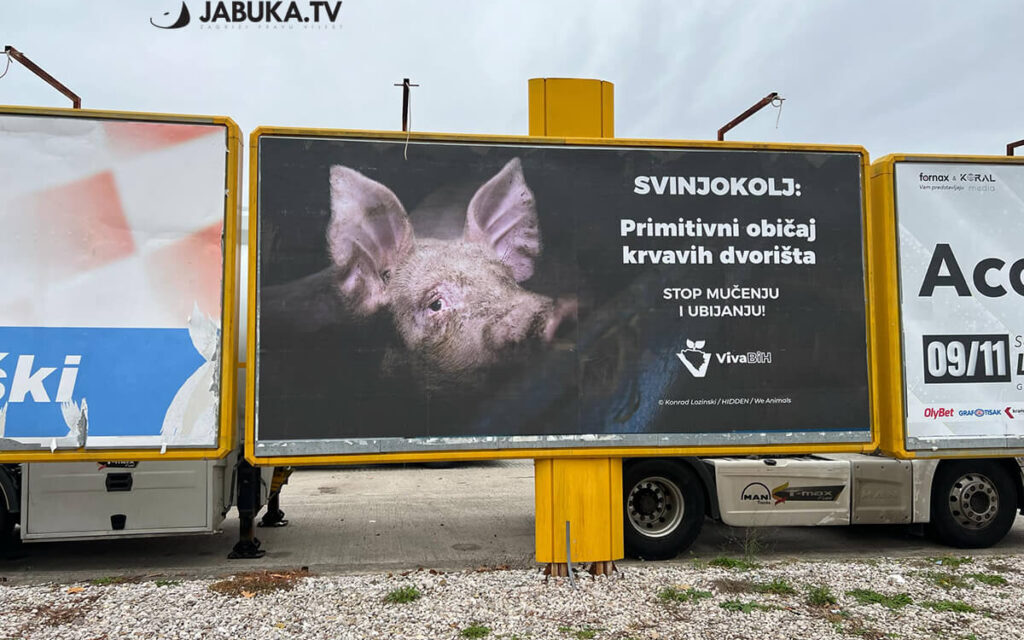 Kampanja protiv svinjokolje u Hercegovini