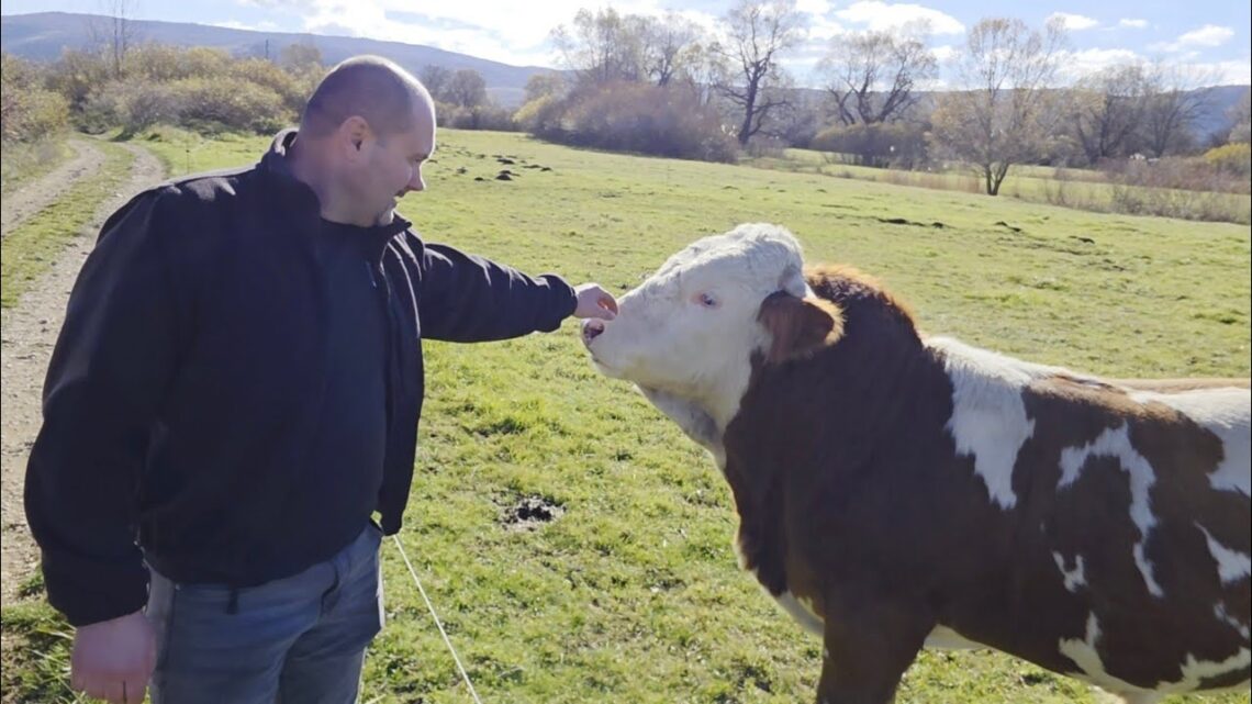 Ivica iz Rakitna dokaz je da se od stočarstva itekako može živjeti