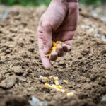 OPĆINA POSUŠJE OBJAVILA JAVNI POZIV ZA PODNOŠENJE PRIJAVA ZA SUFINANCIRANJE PROLJETNE SJETVE  2026. GODINE